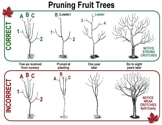 هرس کردن درختان میوه