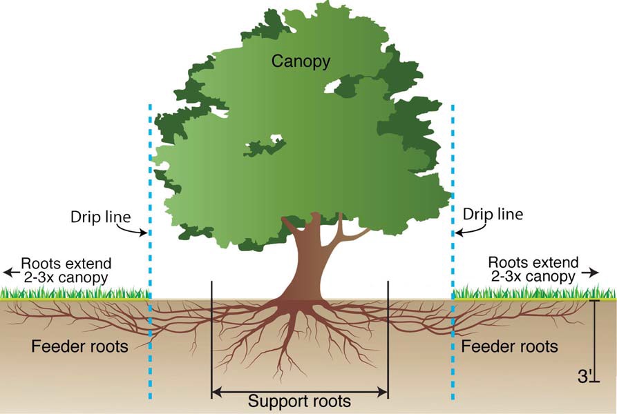 نحوه توزیع ریشه درختان در باغات