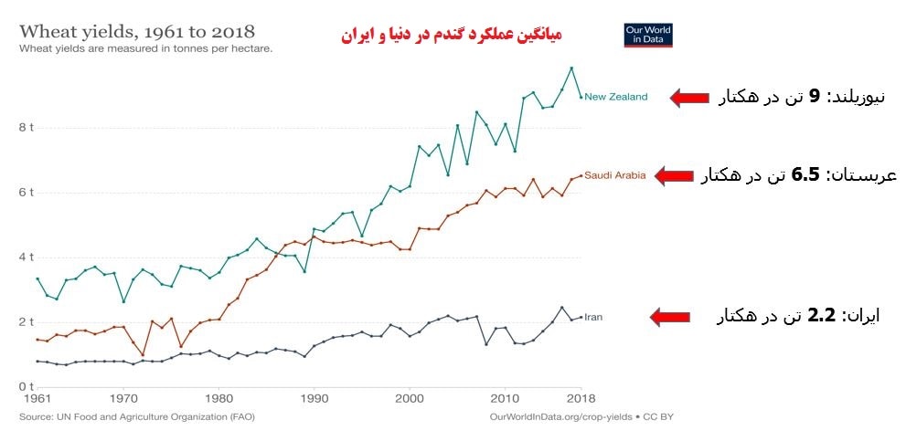 میانگین عملکرد گندم در دنیا و ایران