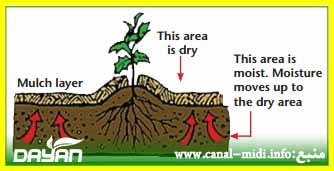 اثر مالچ بر کاهش تبخیر از سطح خاک