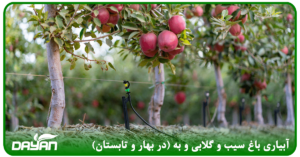 آبیاری درخت سیب و گلابی در بهار و تابستا