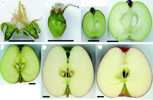 مراحل رشدی میوه سیب پس از بستن میوه