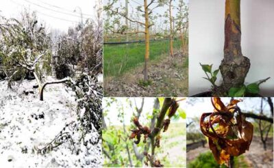 خسارت یخ‌زدگی در باغات سیب، گلابی و به