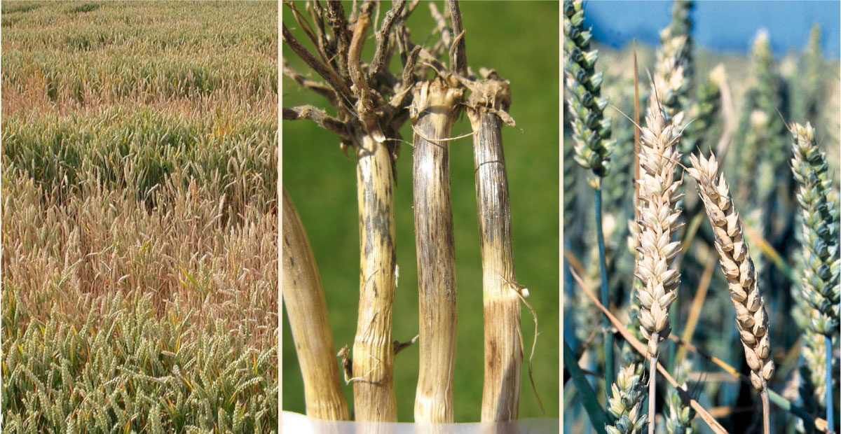 پاخوره گندم www.seedtoday.com/article/147002/rothamsted-research-confirms-first-step-to-lasting-wheat-health