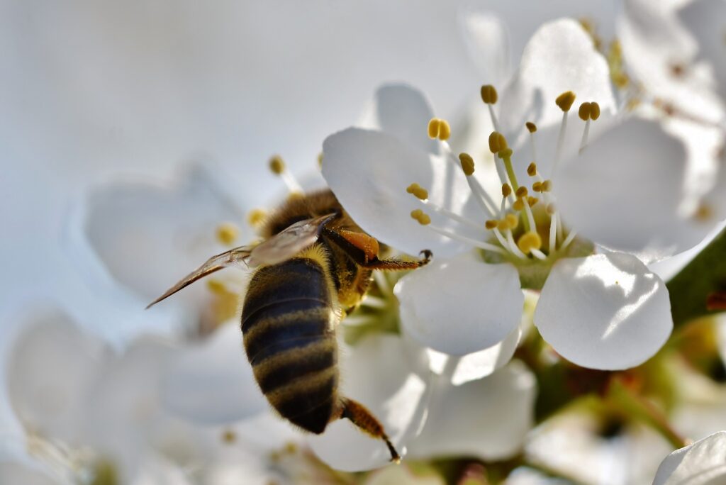 زنبور عسل برای گرده افشانی درختان