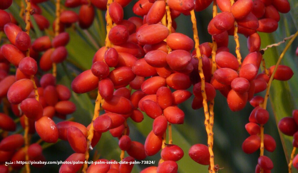 مصرف کود برای درخت خرما در مرحله بسمت افزایش سایز میوه 