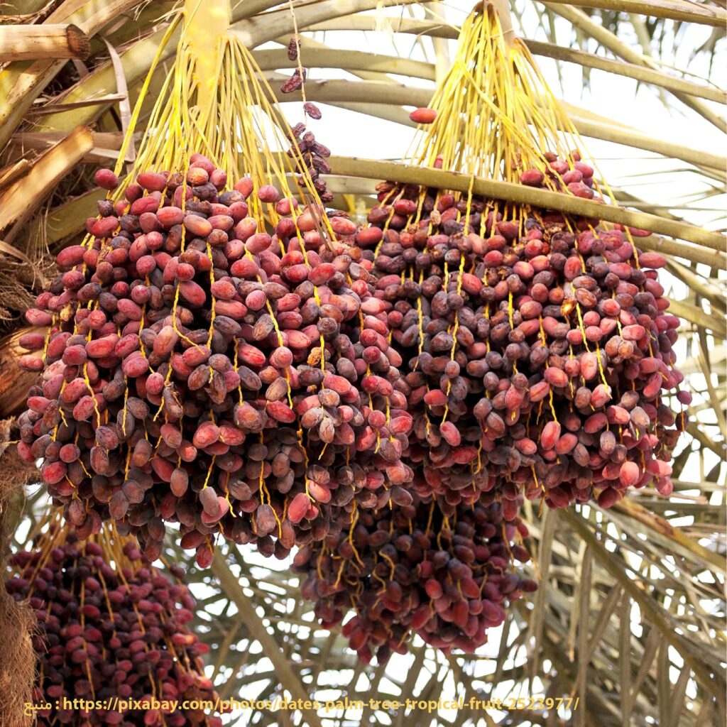 مصرف کود برای درخت خرما قبل از برداشت خرما