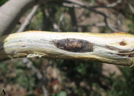 سرخشکیدگی شاخه پسته بر اثر بیماری قارچی