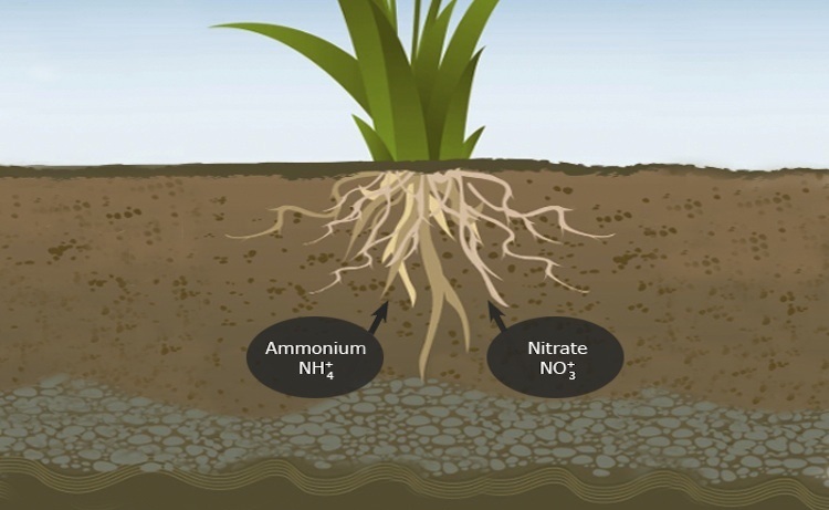 جذب نیتروژن توسط گیاه