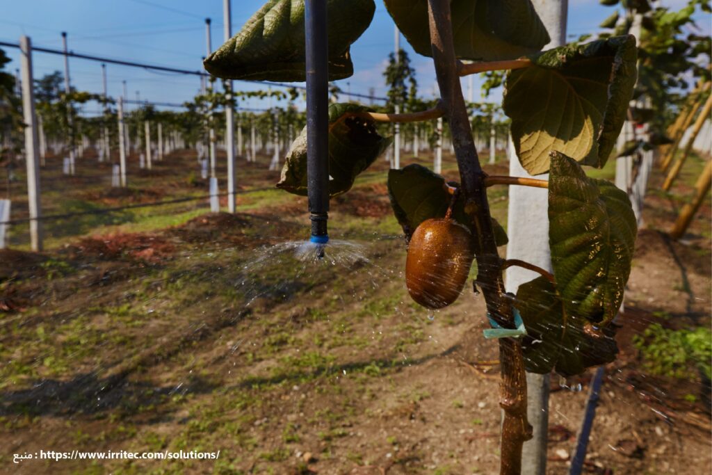آبیاری باغ برای درشت شدن میوه کیوی