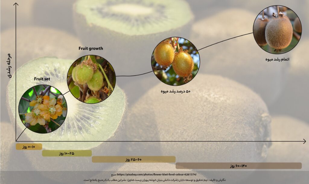 مراحل رشد درشت شدن میوه کیوی