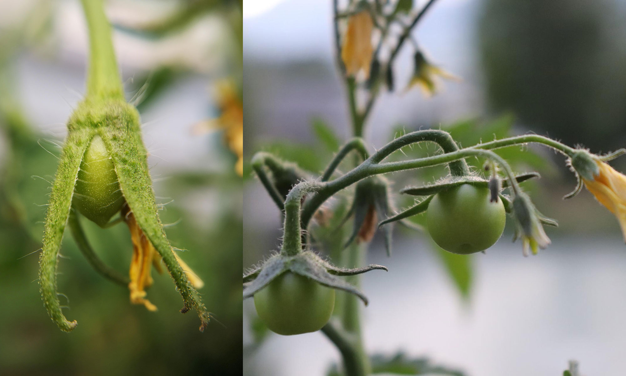 میوه تازه تشکیل شده و در حال رشد گوجه فرنگی